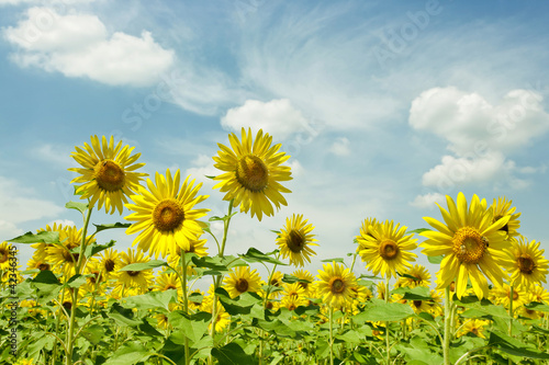 Sunward Sunflowers