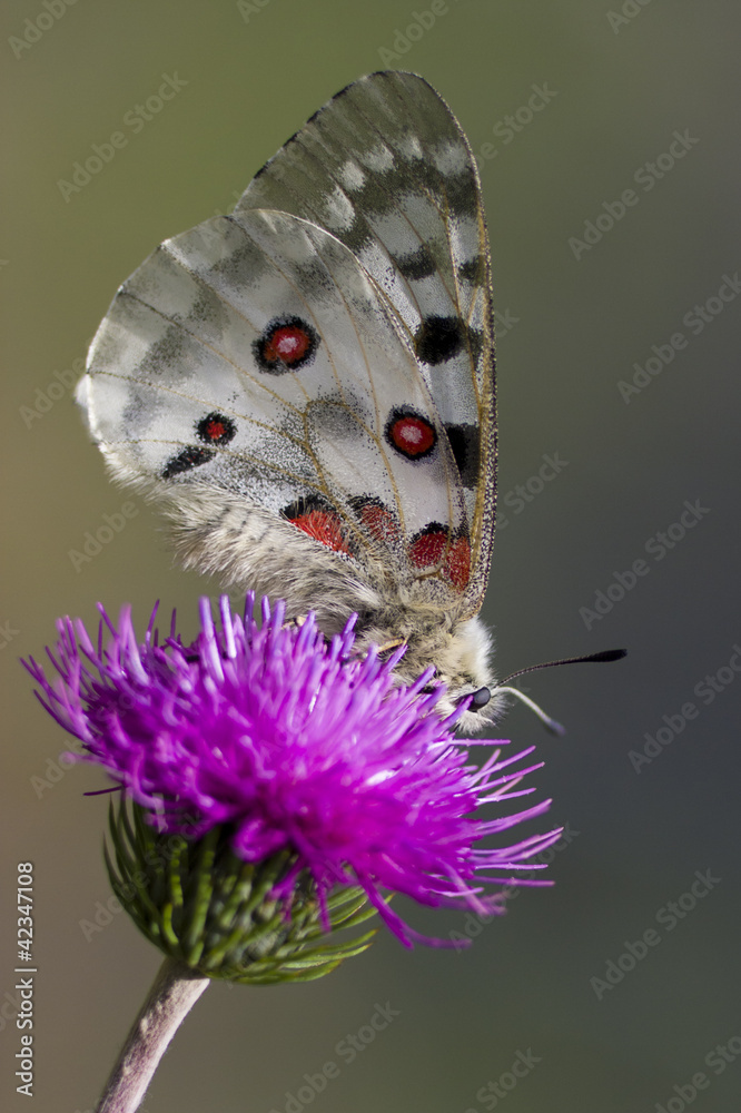 custom made wallpaper toronto digitalClose up of a Mountain Apollo (parnassius apollo)