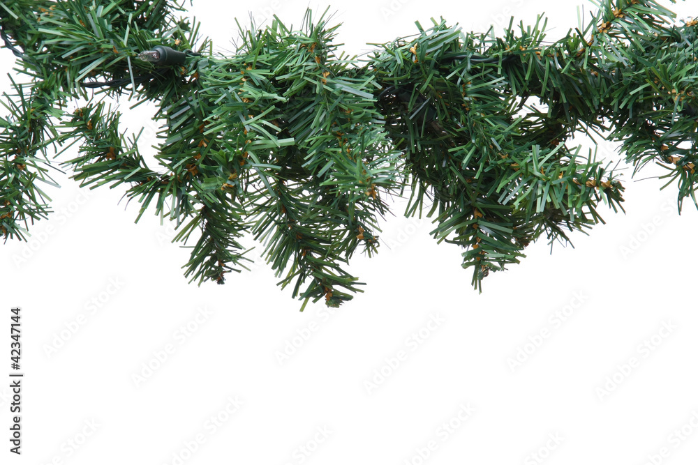 Obraz premium fir tree branch on white background .