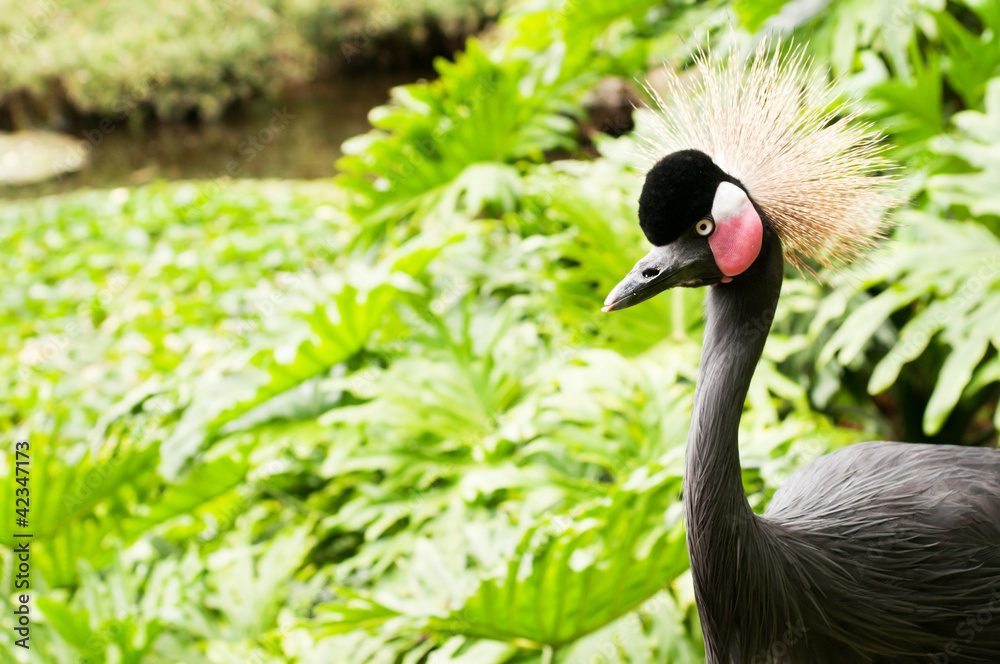 Fototapeta premium Crowned crane on the grass background