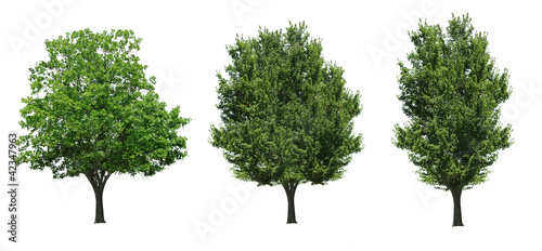 Collection tree isolated on white background 