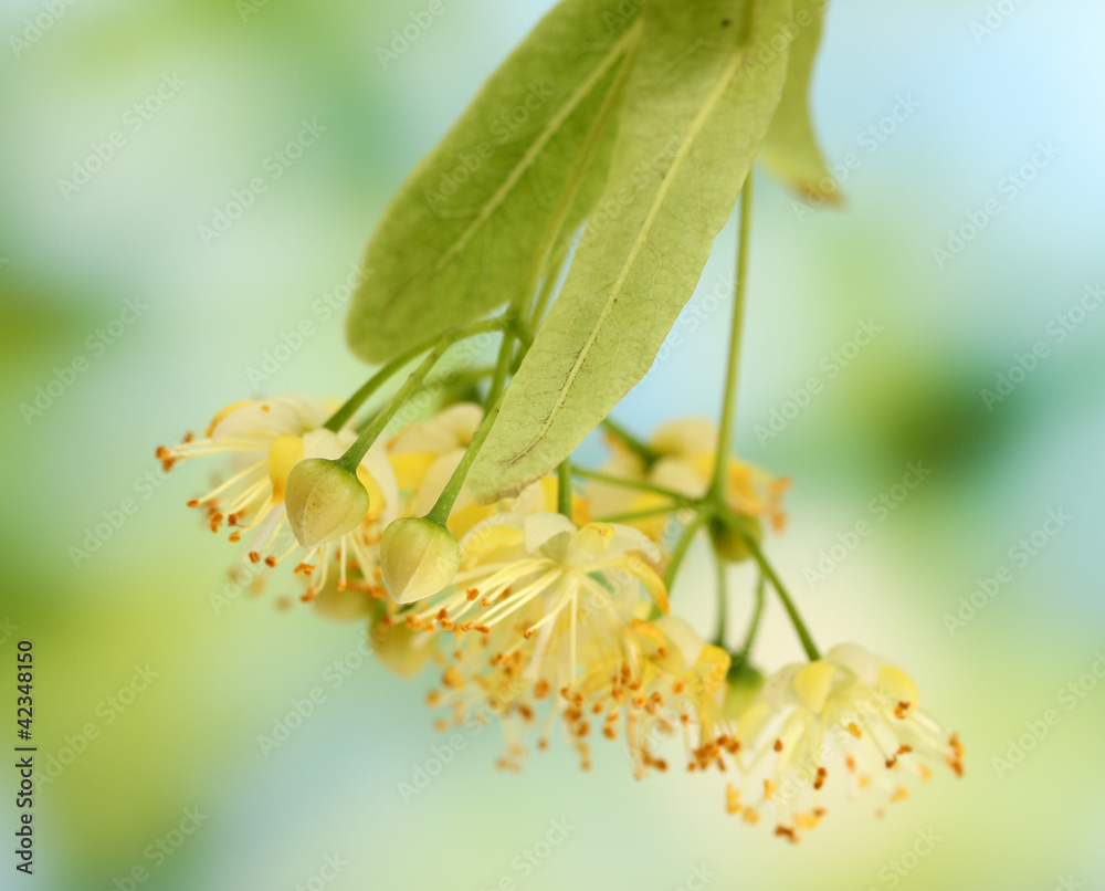 Branch of linden flowers in garden Branch of linden flowers in garden