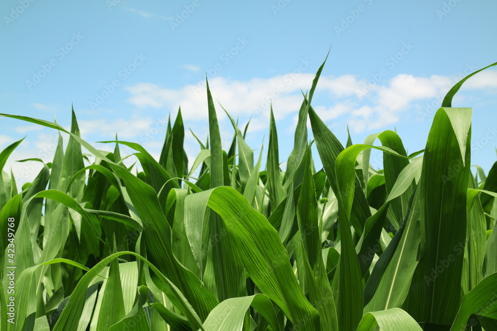 Fototapeta premium campo di granturco