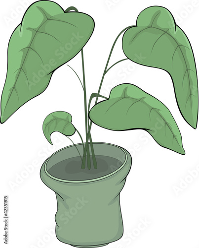 Rubber plant in a pot Cartoon