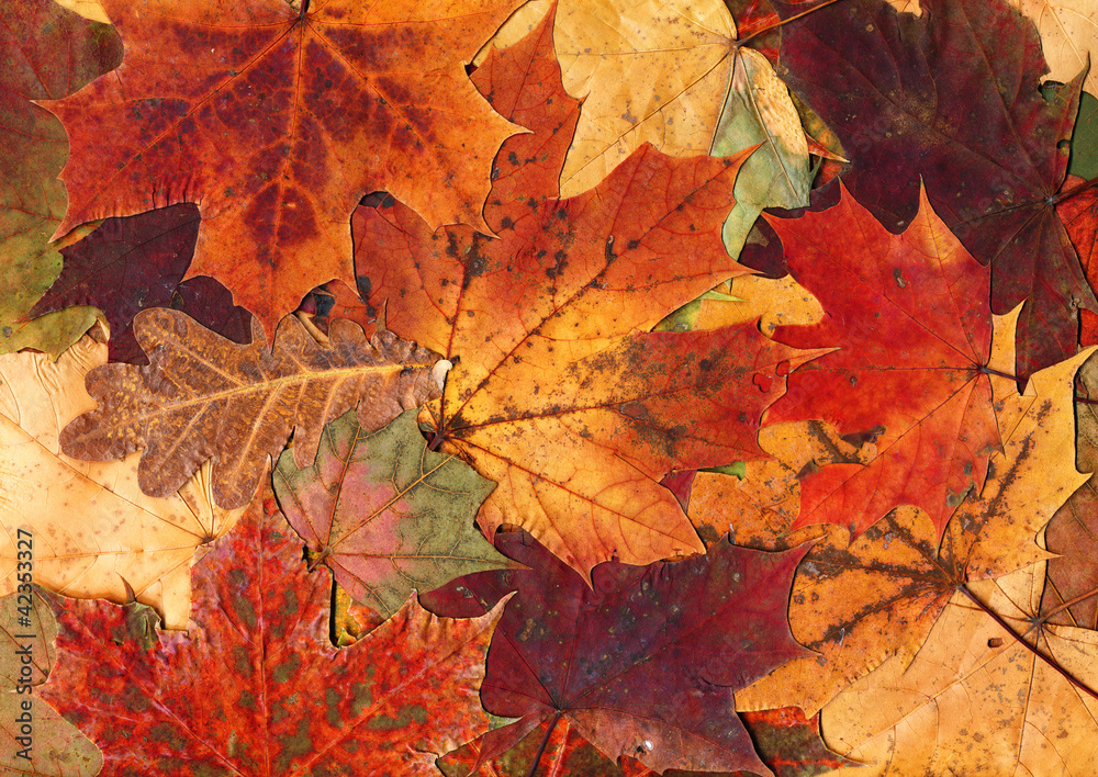 Fototapeta premium Autumn leaves background