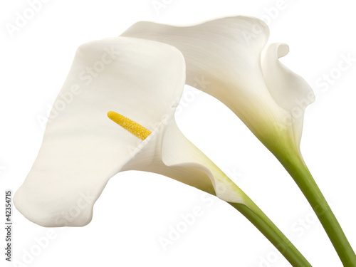 Wallpaper Mural white calla flowers isolated
