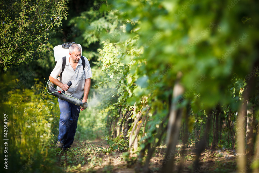 Vintner walking in his vineyard spraying chemicals on his vines Vintner walking in his vineyard spraying chemicals on his vines