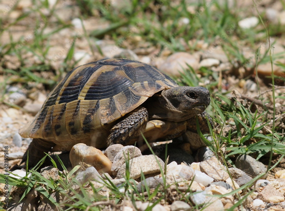 Hermann's Tortoise, turtle in grass, testudo hermanni Hermann's Tortoise, turtle in grass, testudo hermanni