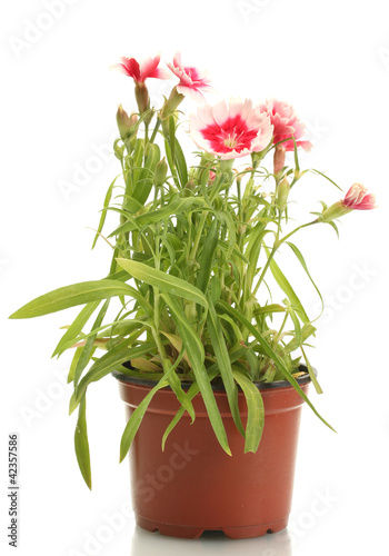 carnation flowers in flowerpot isolated on white