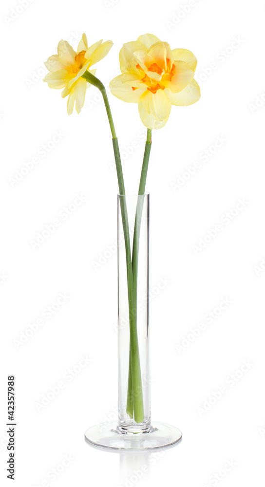 Yellow daffodils in vase