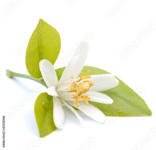 Fototapeta Naklejka Na Ścianę i Meble -  Blüte, Zitrusfrucht