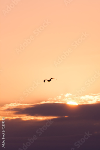 Fototapeta Naklejka Na Ścianę i Meble -  flying gull
