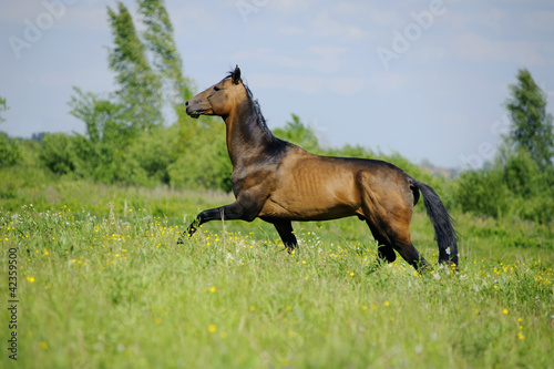 beautiful akhal-teke horse in the summer field