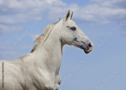 outstanding white akhal-teke horse portrait with blue sky behind
