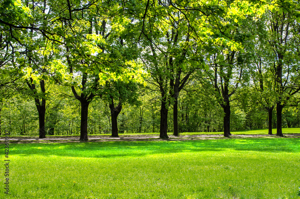 Tree line in Vigeland park