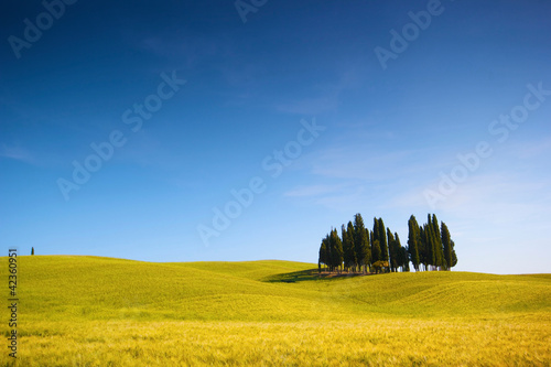 Campo di grano con cipressi e cielo blu, italia