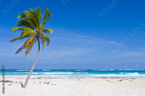 Coconut Palm Tree on the Tropical Beach, Bavaro, Punta Cana