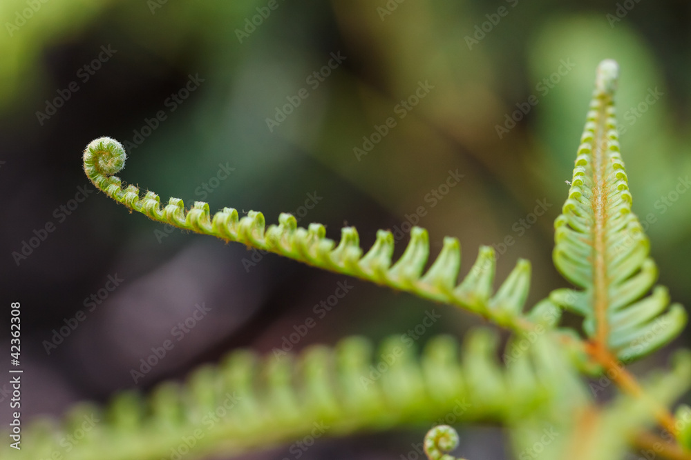 fresh green fern leafs in the forest