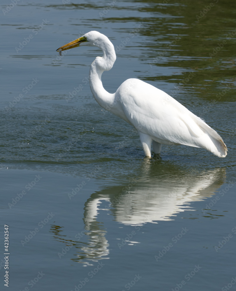 Naklejka premium Great White Egret