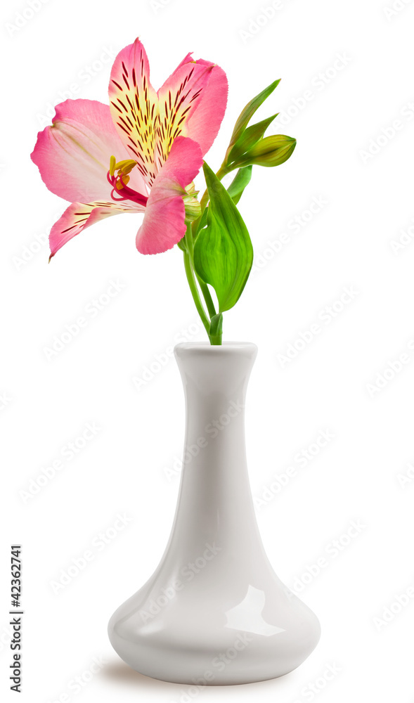 Beautiful lily flower in the vase