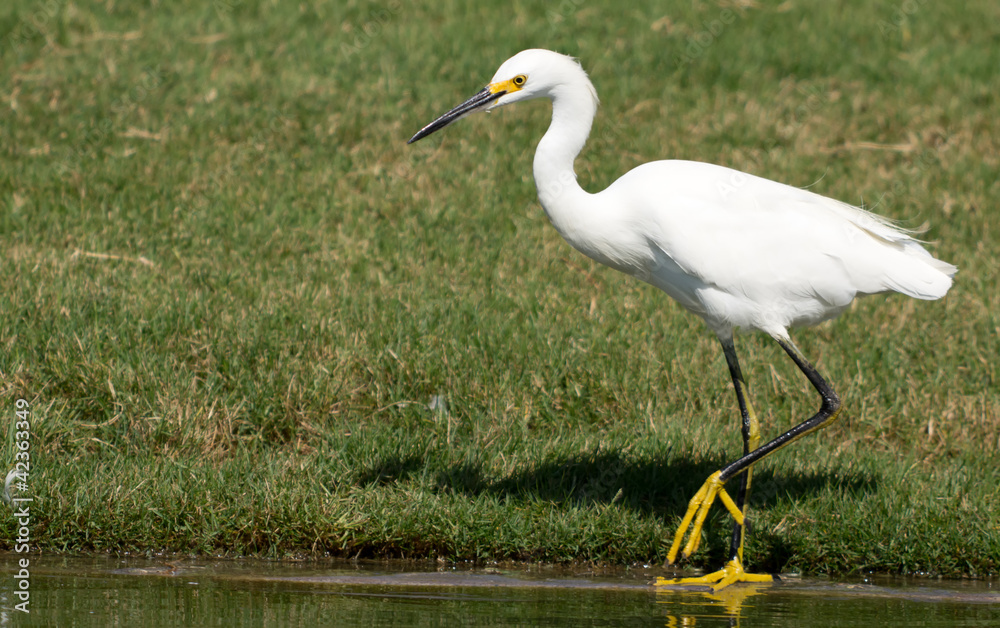 Fototapeta premium Snowy Egret