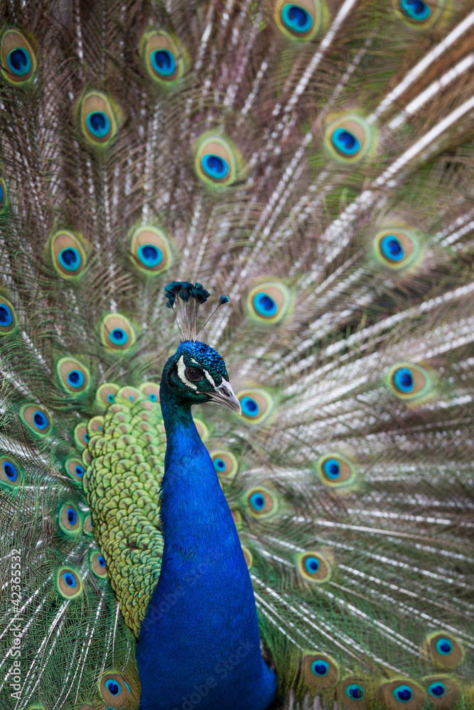 Obraz premium Peacock displaying its feathers