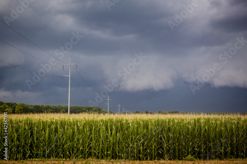 Coming Storm over Corn Fields