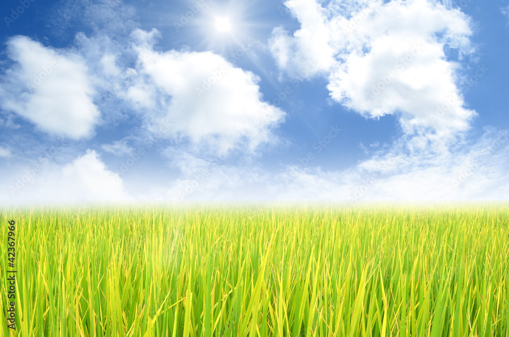 Rice field green grass blue sky cloud cloudy landscape backgroun