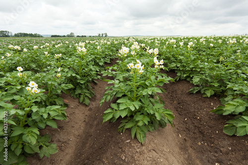 Landwirtschaft Kartoffel