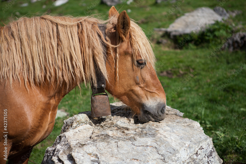 Fototapeta premium Chevaux