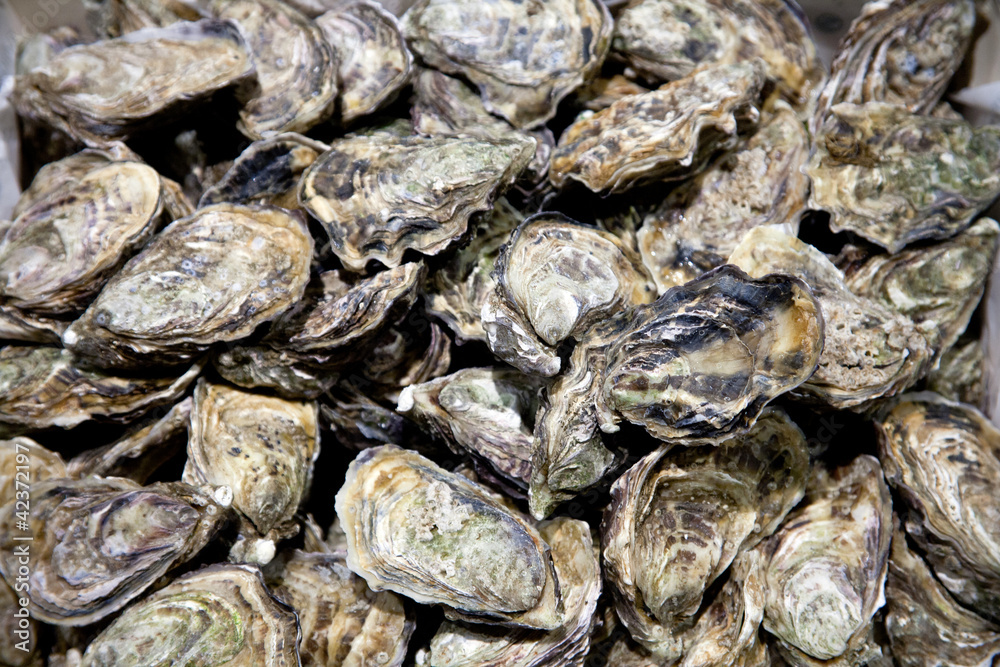 Oysters