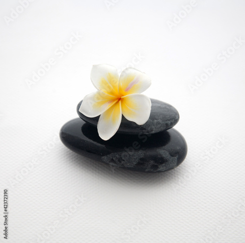 Frangipani concept
