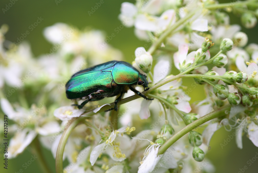 Beetle On Flower Beetle On Flower