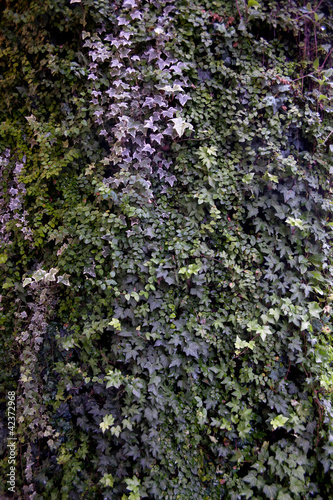 green wall