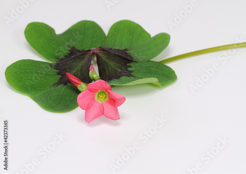 オキザリス・デッペイの四葉と花Oxalis deppei photo