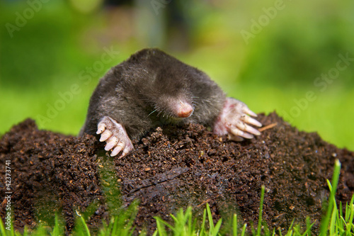 Mole on molehill