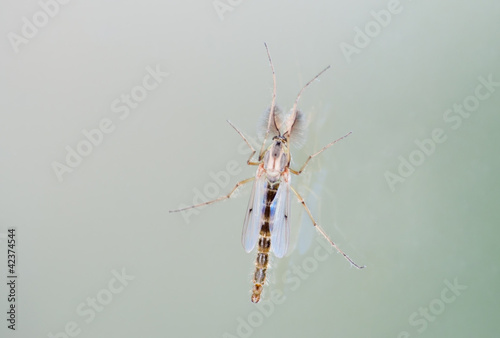 Male mosquito (Culex sp.) © meoita