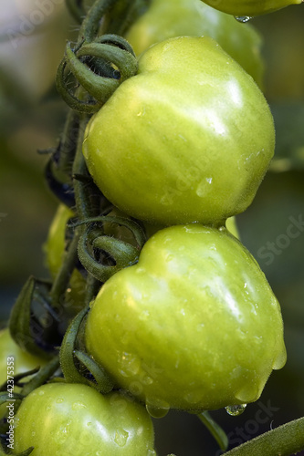 Green tomatos