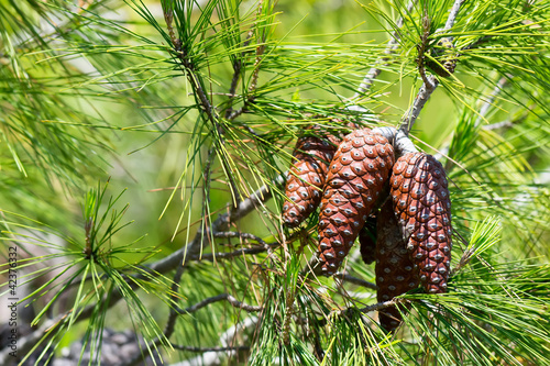 young pine cones