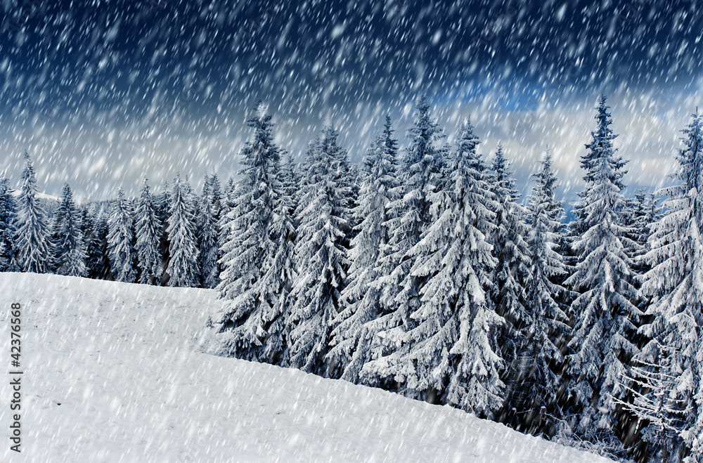 winter trees winter trees