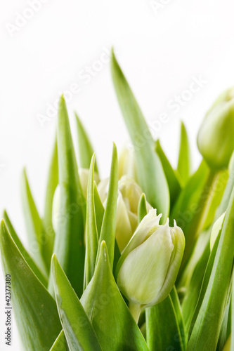 nice tulips