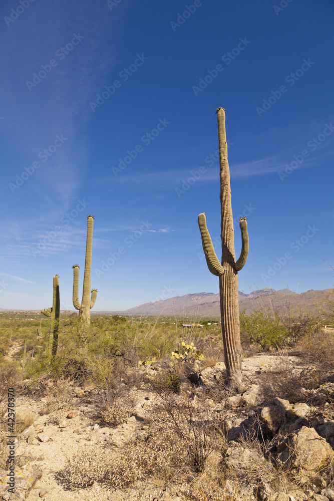 beautiful cacti in landscape