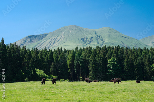 阿蘇の往生岳と黒牛