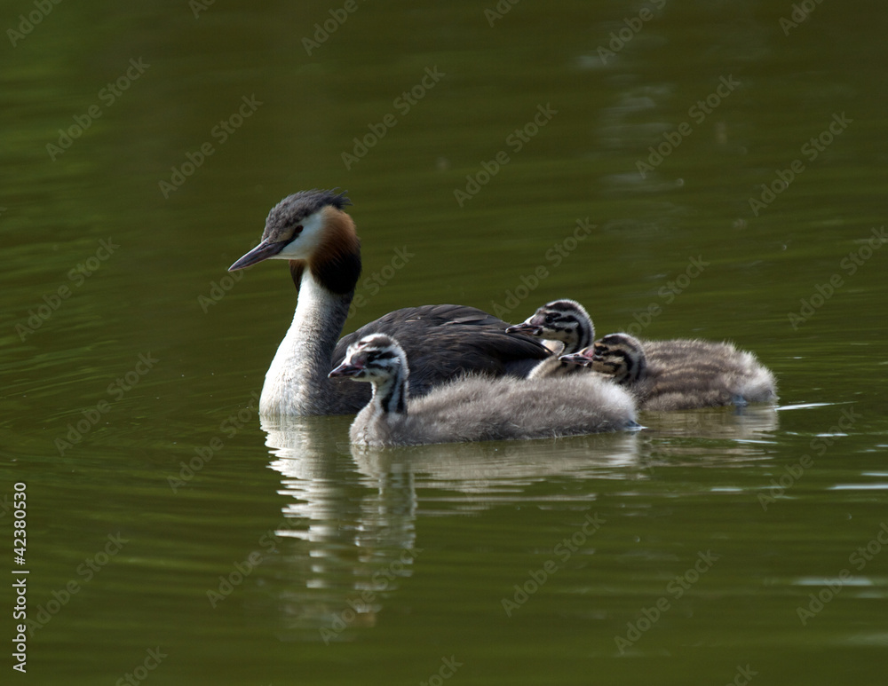 Grebes Grebes