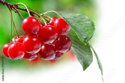 Beautiful Fresh Cherries on Branch