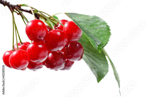 Red cherry branch isolated over white