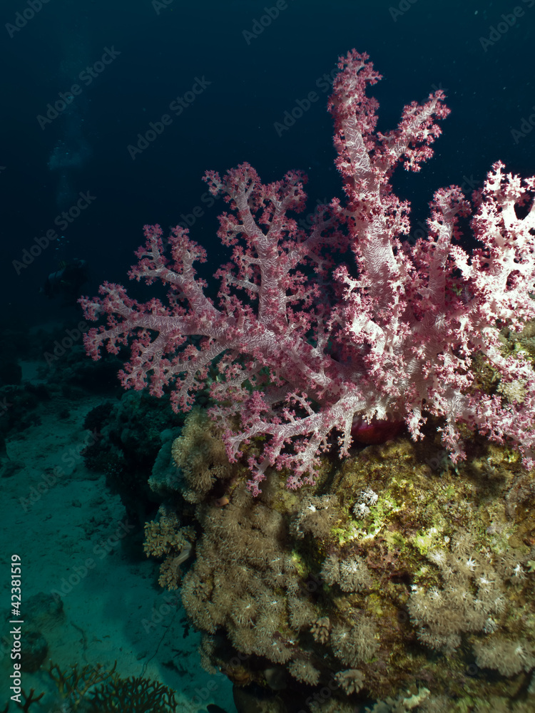 Fototapeta premium Coral