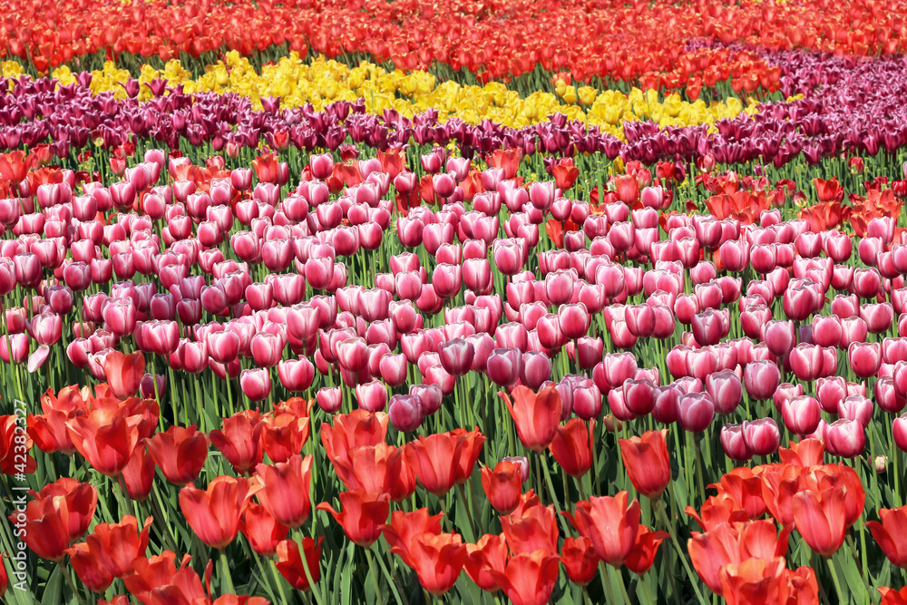 Beautiful tulips flowers field in summer day