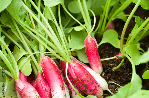 Radish