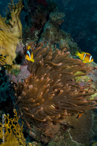 Red Sea Anemonefish  amphiprion bicinctus 